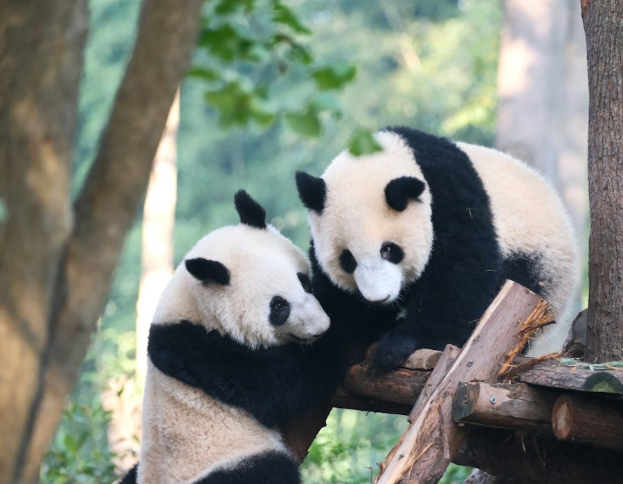 Two giant pandas playing in Chengdu