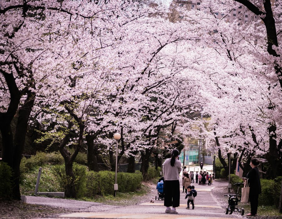 A cherry blossom avenue in spring in Korea