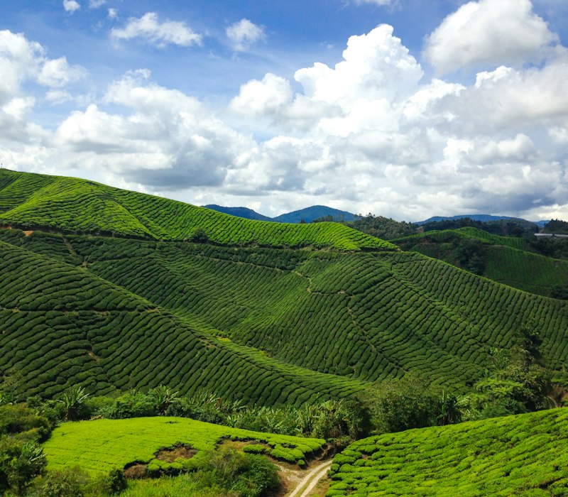 Rolling green tea plantations in the Cameron Highlands