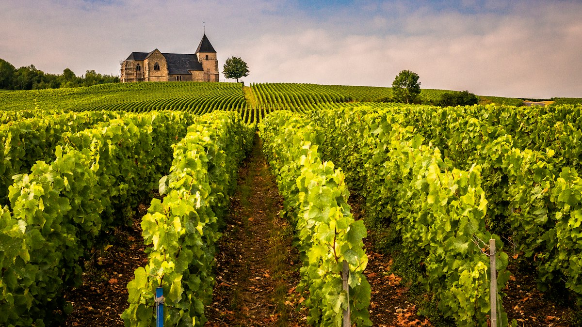 Vineyards in the French countryside