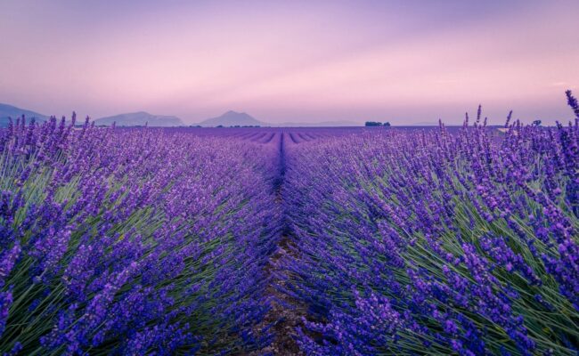 Lavender fields in Provence