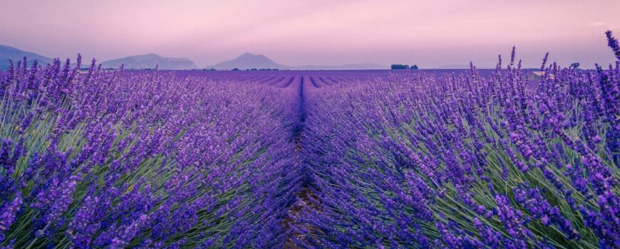 Lavender fields in Provence