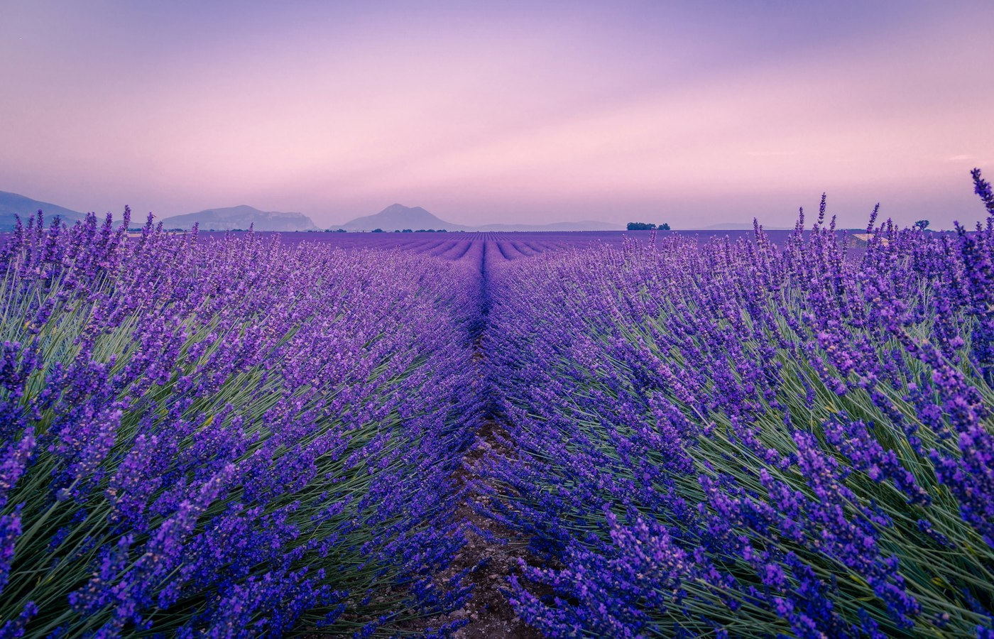 Lavender fields in Provence