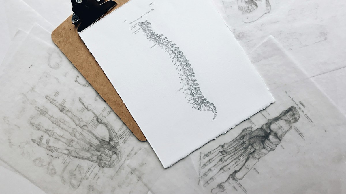Anatomy notes and a sketch of the spine