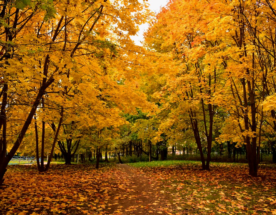 A golden autumn avenue in a Russian park