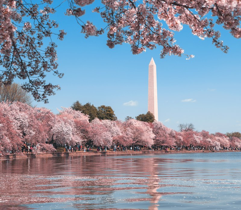 Cherry blossoms and the Washington Monument